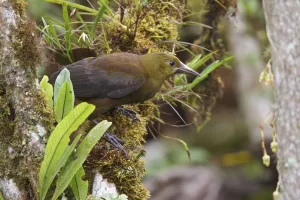 Crested Oropendola (Psarocolius decumanus), Ecuador Crested Oropendola (Psarocolius decumanus), Ecuador