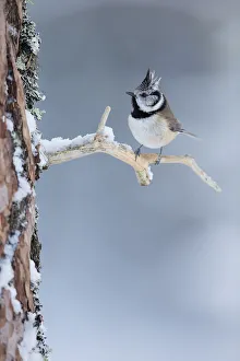 Crested tit on snowy branch of Caledonian Pine tree, Cairngorms, Scotland Crested tit on snowy branch of Caledonian Pine tree, Cairngorms, Scotland