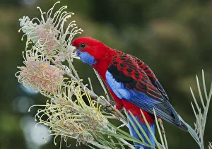 Crimson Rosella (Platycercus elegans) feeding on Grevillea (Grevillea sp) flower nectar Crimson Rosella (Platycercus elegans) feeding on Grevillea (Grevillea sp) flower nectar