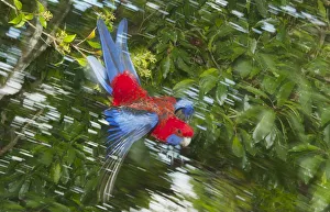 Crimson Rosella (Platycercus elegans) flying, Lamington National Park, Queensland Crimson Rosella (Platycercus elegans) flying, Lamington National Park, Queensland