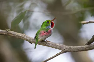 Cuban Tody (Todus multicolor) perched on a branch, Cuba Cuban Tody (Todus multicolor) perched on a branch, Cuba