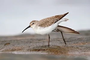 Curlew Sandpiper (Calidris ferruginea), Western Australia, Australia Curlew Sandpiper (Calidris ferruginea), Western Australia, Australia