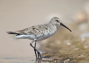 Curlew Sandpiper (Calidris ferruginea), Bulgarien Curlew Sandpiper (Calidris ferruginea), Bulgarien