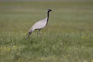 Demoiselle Crane (Grus virgo) foraging, Dornod Aimag, Mongolia Demoiselle Crane (Grus virgo) foraging, Dornod Aimag, Mongolia