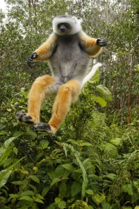 Diademed Sifaka (Propithecus diadema) jumping, Mantadia National Park, Madagascar Diademed Sifaka (Propithecus diadema) jumping, Mantadia National Park, Madagascar