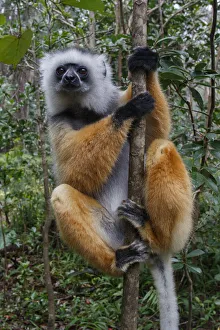 Diademed Sifaka (Propithecus diadema) in a tree, looking at the camera, Mantadia National Park, Madagascar Diademed Sifaka (Propithecus diadema) in a tree, looking at the camera, Mantadia National Park, Madagascar