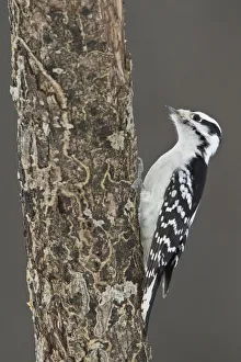 Downy Woodpecker (Dryobates pubescens) female, Ontario, Canada Downy Woodpecker (Dryobates pubescens) female, Ontario, Canada