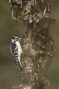 Downy Woodpecker (Dryobates pubescens) male, Alaska, USA Downy Woodpecker (Dryobates pubescens) male, Alaska, USA