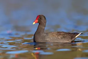 Dusky Moorhen (Gallinula tenebrosa), Australia Dusky Moorhen (Gallinula tenebrosa), Australia