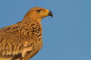 Eastern Imperial Eagle (Aquila heliaca), Oman Eastern Imperial Eagle (Aquila heliaca), Oman