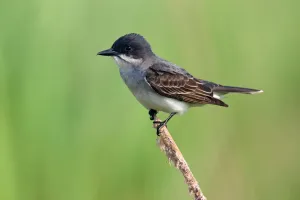 Eastern Kingbird (Tyrannus tyrannus), Texas, USA Eastern Kingbird (Tyrannus tyrannus), Texas, USA