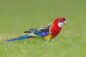 Eastern Rosella (Platycercus eximius), South Australia, Australia Eastern Rosella (Platycercus eximius), South Australia, Australia