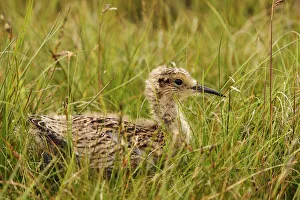 Eurasian Curlew (Numenius arquata) juvenile, Yorkshire Dales, United Kingdom Eurasian Curlew (Numenius arquata) juvenile, Yorkshire Dales, United Kingdom