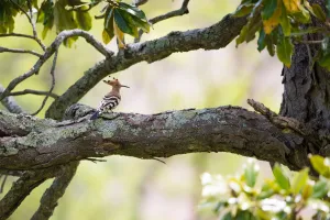 Eurasian Hoopoe (Upupa epops) perched on a branch, France Eurasian Hoopoe (Upupa epops) perched on a branch, France