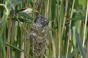 Eurasian Reed Warbler (Acrocephalus scirpaceus) feeding juvenile Common Cuckoo (Cuculus Eurasian Reed Warbler (Acrocephalus scirpaceus) feeding juvenile Common Cuckoo (Cuculus