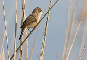 Eurasian Reed Warbler (Acrocephalus scirpaceus) singing on reed steng, Nuldernauw, Gelderland, The Netherlands Eurasian Reed Warbler (Acrocephalus scirpaceus) singing on reed steng, Nuldernauw, Gelderland, The Netherlands