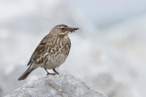 Eurasian Rock Pipit (Anthus petrosus), Ireland Eurasian Rock Pipit (Anthus petrosus), Ireland