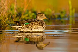 Eurasian Teal (Anas crecca) female, Schleswig-Holstein, Germany Eurasian Teal (Anas crecca) female, Schleswig-Holstein, Germany
