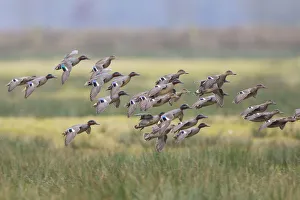 Eurasian Teal (Anas crecca) group landing, North Rhine-Westphalia, Germany Eurasian Teal (Anas crecca) group landing, North Rhine-Westphalia, Germany