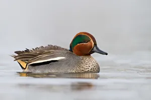 Eurasian Teal (Anas crecca) male, Bavaria, Germany Eurasian Teal (Anas crecca) male, Bavaria, Germany