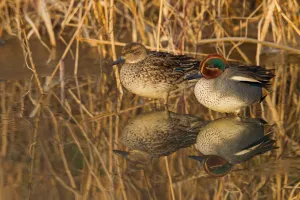 Eurasian Teal (Anas crecca), Rhineland-Palatinate, Germany Eurasian Teal (Anas crecca), Rhineland-Palatinate, Germany