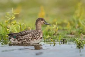 Eurasian Teal (Anas crecca), Schleswig-Holstein, Germany Eurasian Teal (Anas crecca), Schleswig-Holstein, Germany