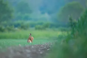 European Brown Hare pauses to groom in a field at dawn, Norfolk, England European Brown Hare pauses to groom in a field at dawn, Norfolk, England