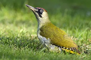 European Green Woodpecker (Picus viridis) in grass, Den Helder, Noord-Holland European Green Woodpecker (Picus viridis) in grass, Den Helder, Noord-Holland