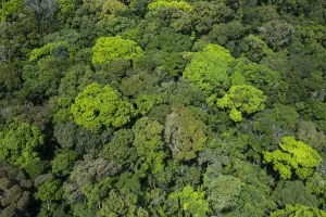 Rainforest Canopy Print, Rupununi, Guyana