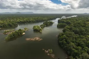 Essequibo River Print in Rainforest, Guyana
