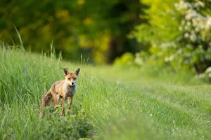 Fox on grassy bank of reservoir, Woodberry Wetlands, London, UK Fox on grassy bank of reservoir, Woodberry Wetlands, London, UK