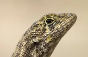 Grand Cayman curly-tailed lizard (Leiocephalus carinatus varius) close up, Grand Cayman, Cayman islands Grand Cayman curly-tailed lizard (Leiocephalus carinatus varius) close up, Grand Cayman, Cayman islands