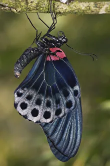 Great Mormon (Papilio memnon) butterfly, Malaysia Great Mormon (Papilio memnon) butterfly, Malaysia