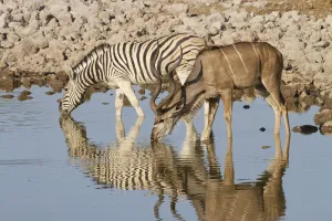 Greater kudu (Tragelaphus stepsiceros) stag and BurchellAs Zebra (Equus quagga burchellii) Greater kudu (Tragelaphus stepsiceros) stag and BurchellAs Zebra (Equus quagga burchellii)