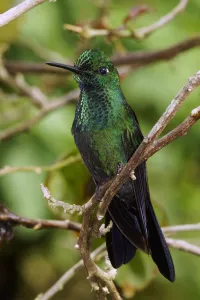Green-crowned Brilliant (Heliodoxa jacula) male, Costa Rica Green-crowned Brilliant (Heliodoxa jacula) male, Costa Rica