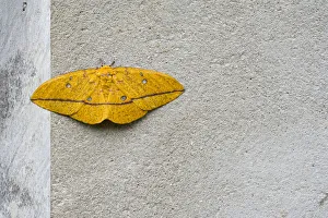 Imperial moth (Eacles imperialis) resting on wall, Brazil Imperial moth (Eacles imperialis) resting on wall, Brazil