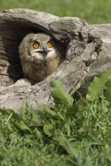 Juvenile Eurasian Eagle Owl (Bubo bubo) hiding in hollow tree trunk, Noord-Brabant Juvenile Eurasian Eagle Owl (Bubo bubo) hiding in hollow tree trunk, Noord-Brabant