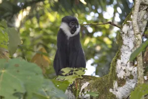 L Hoests Monkey Print, Bigodi Wetland Sanctuary