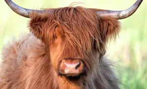 Highland Cow Prints: Highland Cow Print, Adult Bos Taurus Portrait