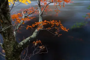 The last leaves over the river, Perthshire, Scotland The last leaves over the river, Perthshire, Scotland