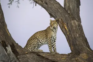 Leopard in Tree, Botswana Print