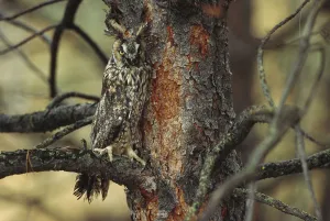 Long-eared Owl (Asio otus) perched in tree, circumpolar species, British Columbia, Canada Long-eared Owl (Asio otus) perched in tree, circumpolar species, British Columbia, Canada