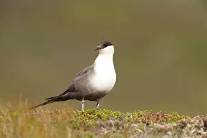 Long-tailed Skua (Stercorarius longicaudus) adult standing in tundra, Borgefjell Long-tailed Skua (Stercorarius longicaudus) adult standing in tundra, Borgefjell