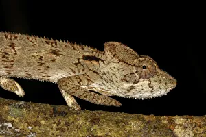 Madagascar Giant Chameleon (Furcifer oustaleti) against a black background, walking over a branch Madagascar Giant Chameleon (Furcifer oustaleti) against a black background, walking over a branch