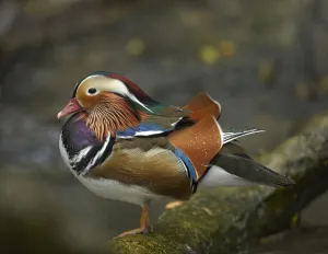 Mandarin Duck (Aix galericulata) male, Jurong Bird Park, Singapore Mandarin Duck (Aix galericulata) male, Jurong Bird Park, Singapore