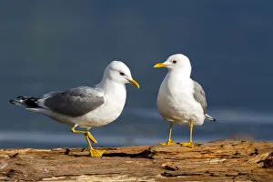Mew Gull (Larus canus), British Columbia, Canada Mew Gull (Larus canus), British Columbia, Canada