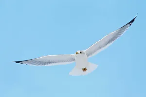 Mew Gull (Larus canus) flying, Berlin, Germany Mew Gull (Larus canus) flying, Berlin, Germany