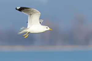 Mew Gull (Larus canus) flying, Thurgovia, Switzerland Mew Gull (Larus canus) flying, Thurgovia, Switzerland