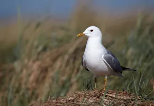 Mew Gull (Larus canus), Schleswig-Holstein, Germany Mew Gull (Larus canus), Schleswig-Holstein, Germany