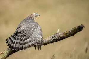 Northern Goshawk (Accipiter Gentilis) male perched on a branch and mantling his prey Northern Goshawk (Accipiter Gentilis) male perched on a branch and mantling his prey